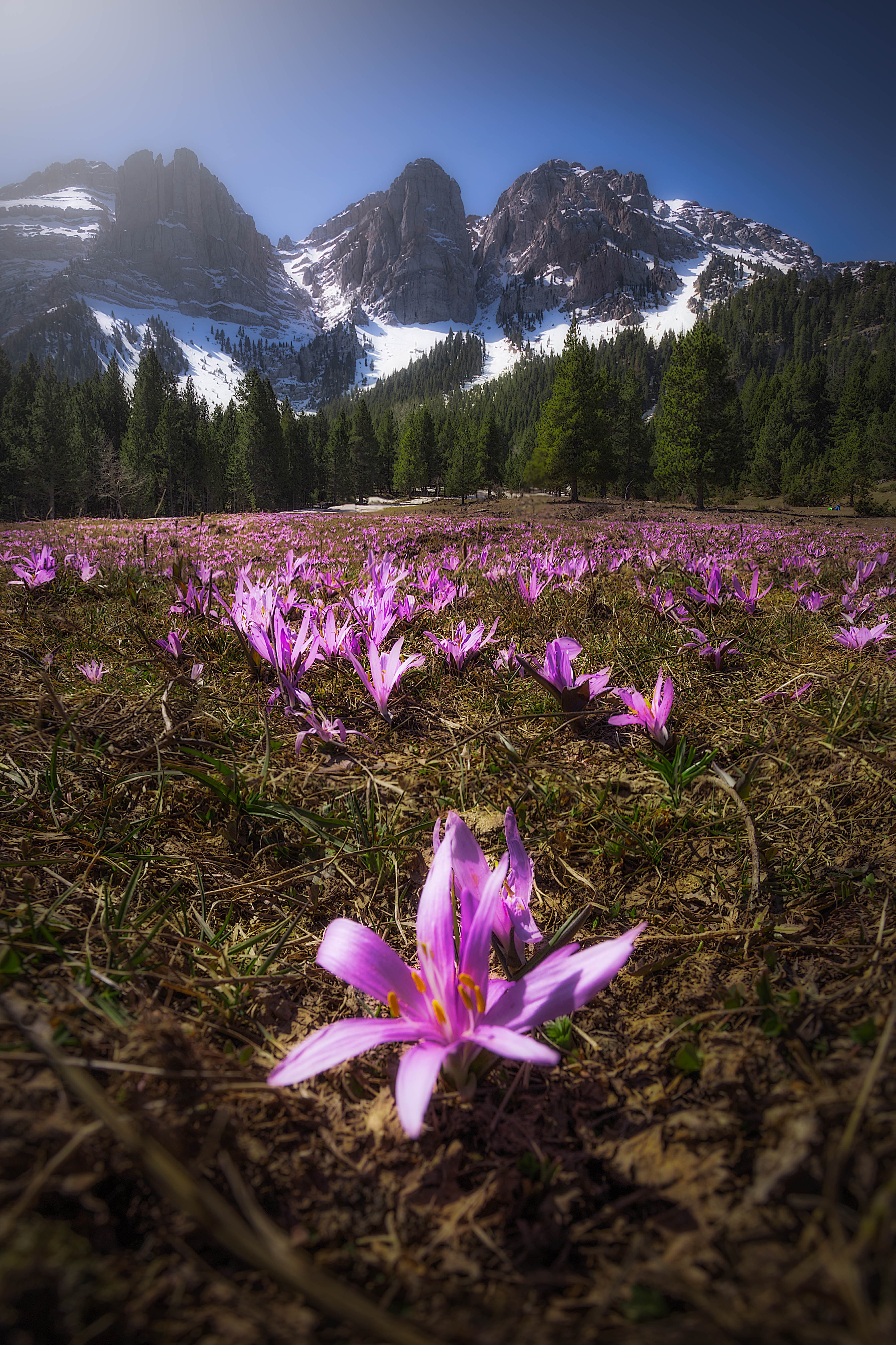 First Spring Flowers in the Meadow