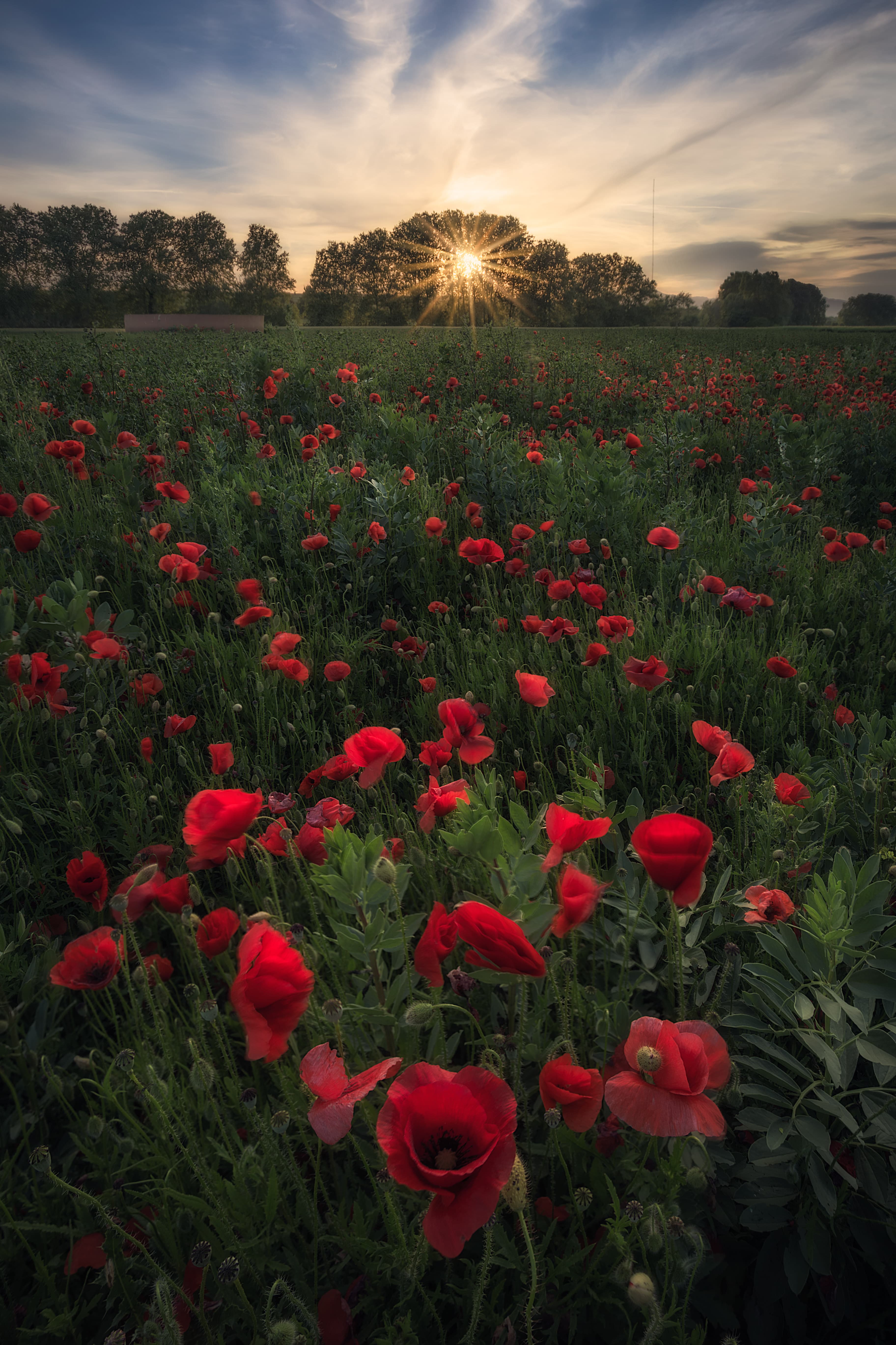 Spring Weeds