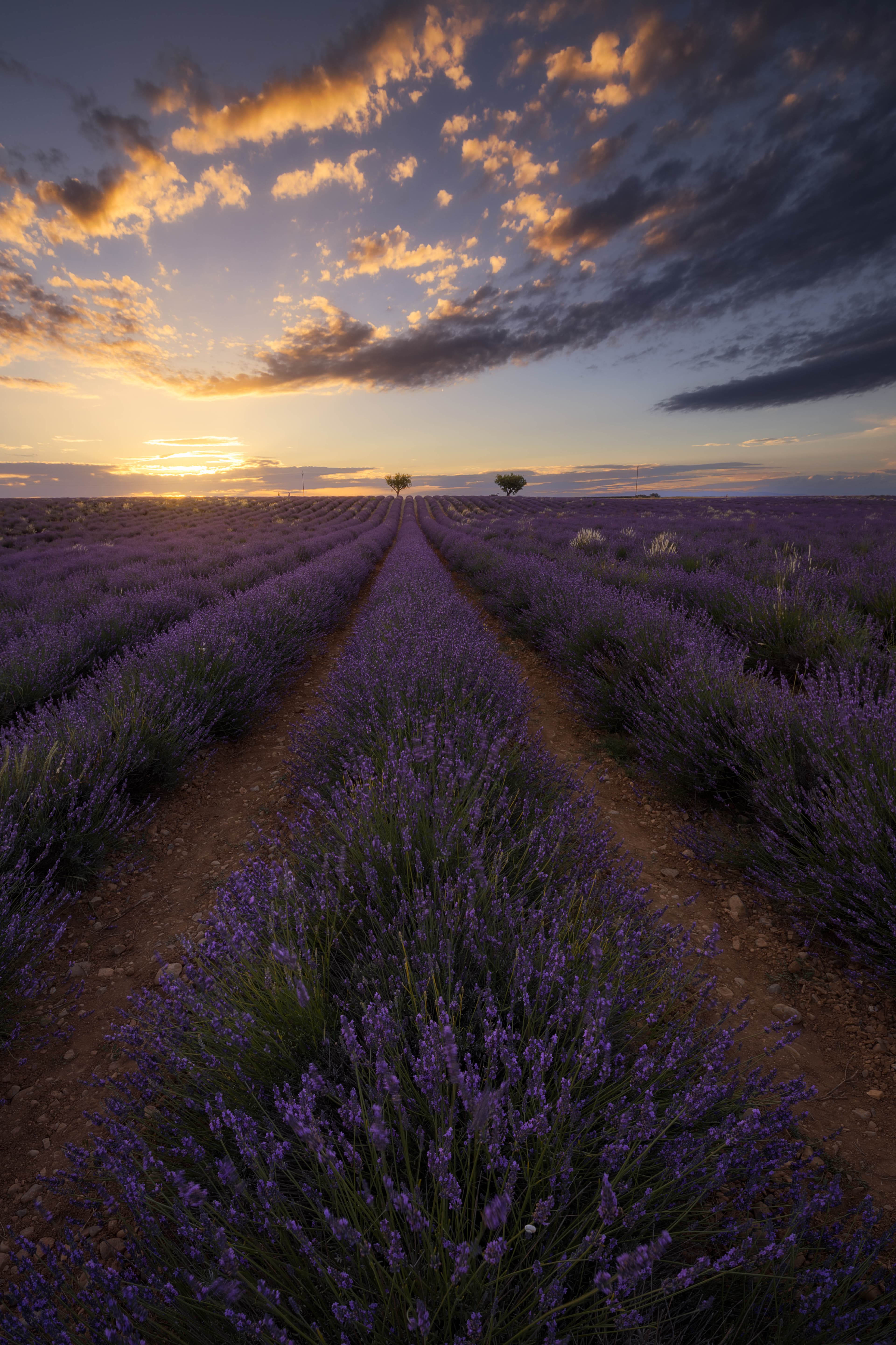 Moments of Light in Valensole (II)