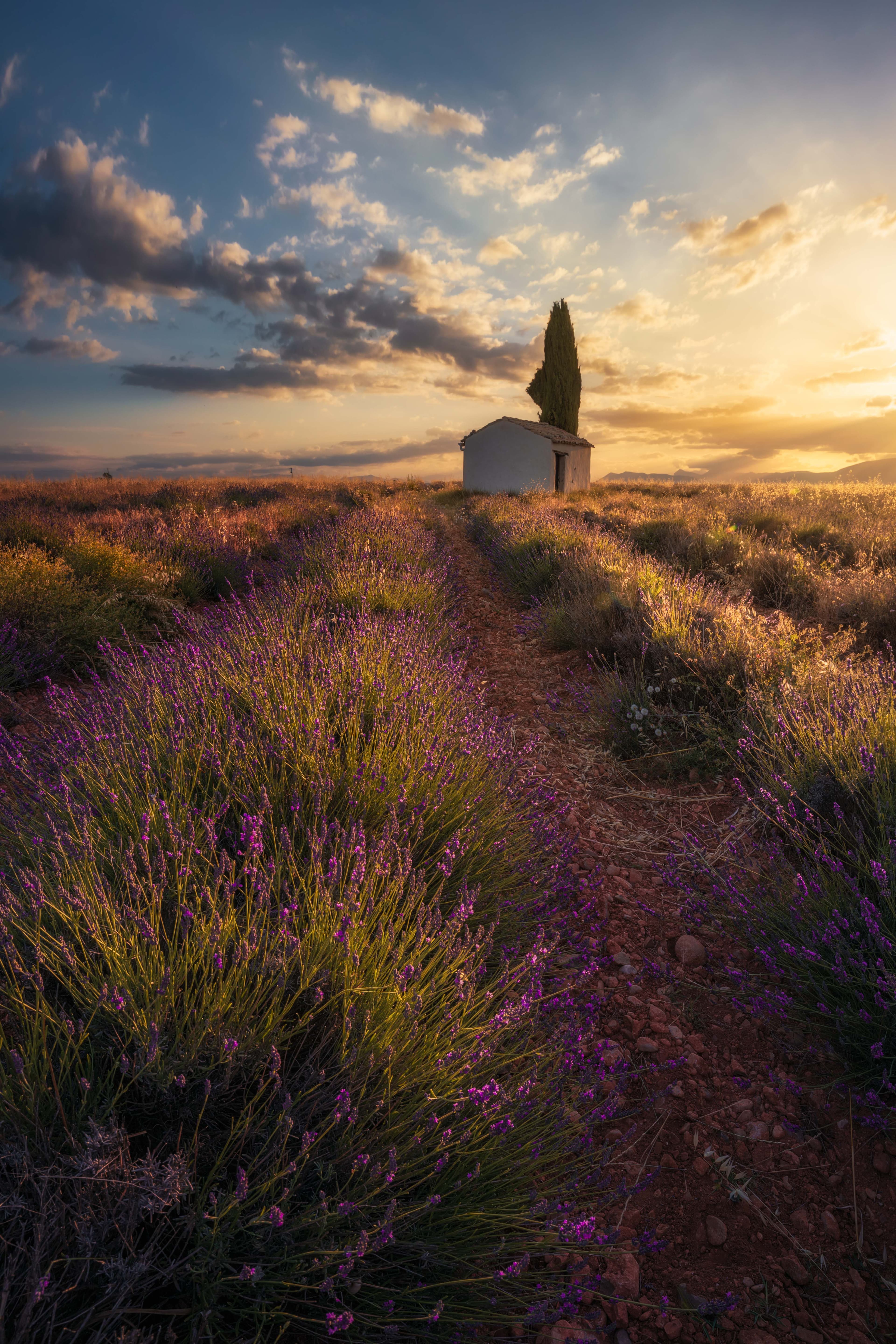 Moments of Light in Valensole (I)