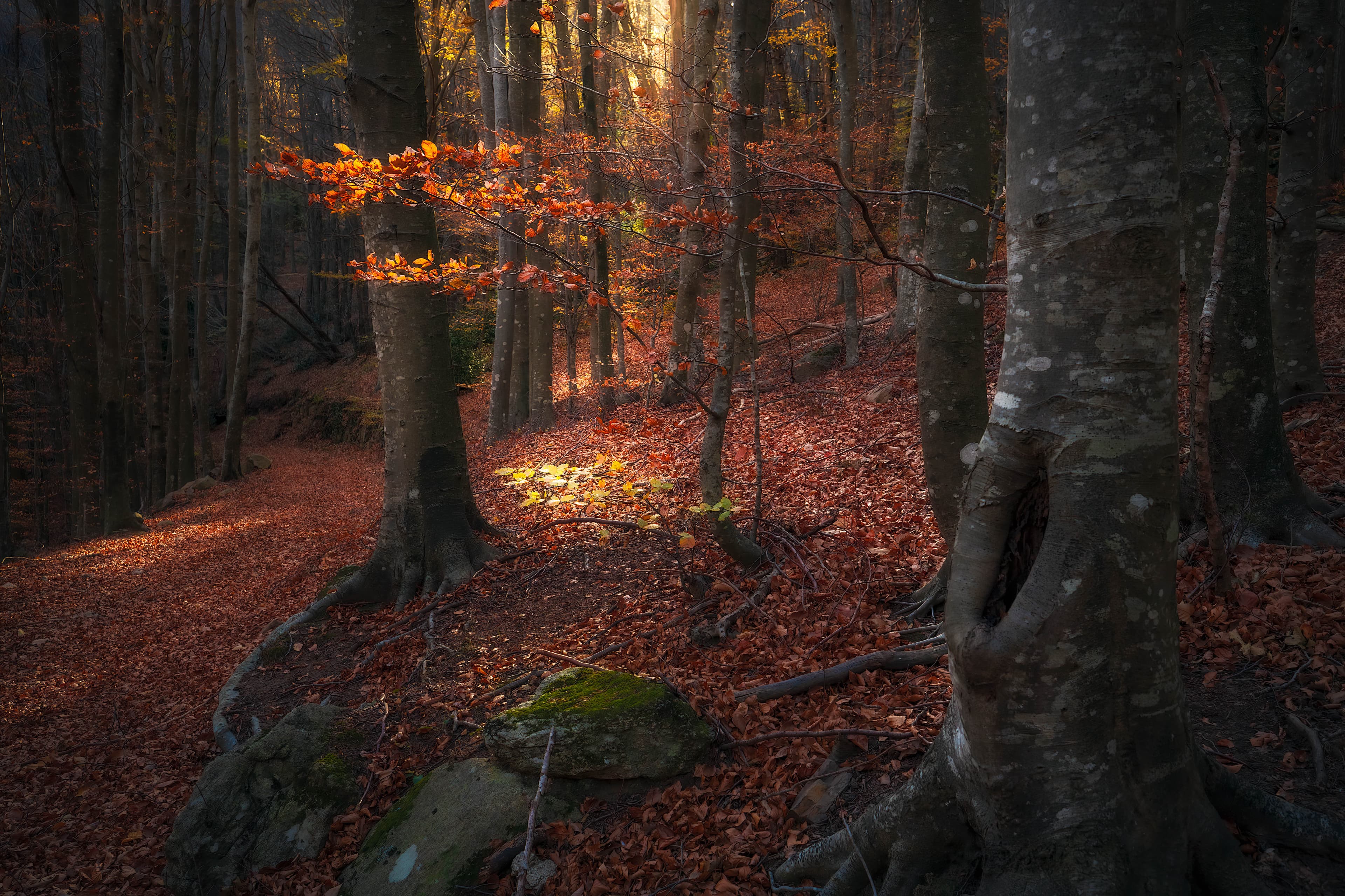 Last Autumn Lights and Colors (IV)