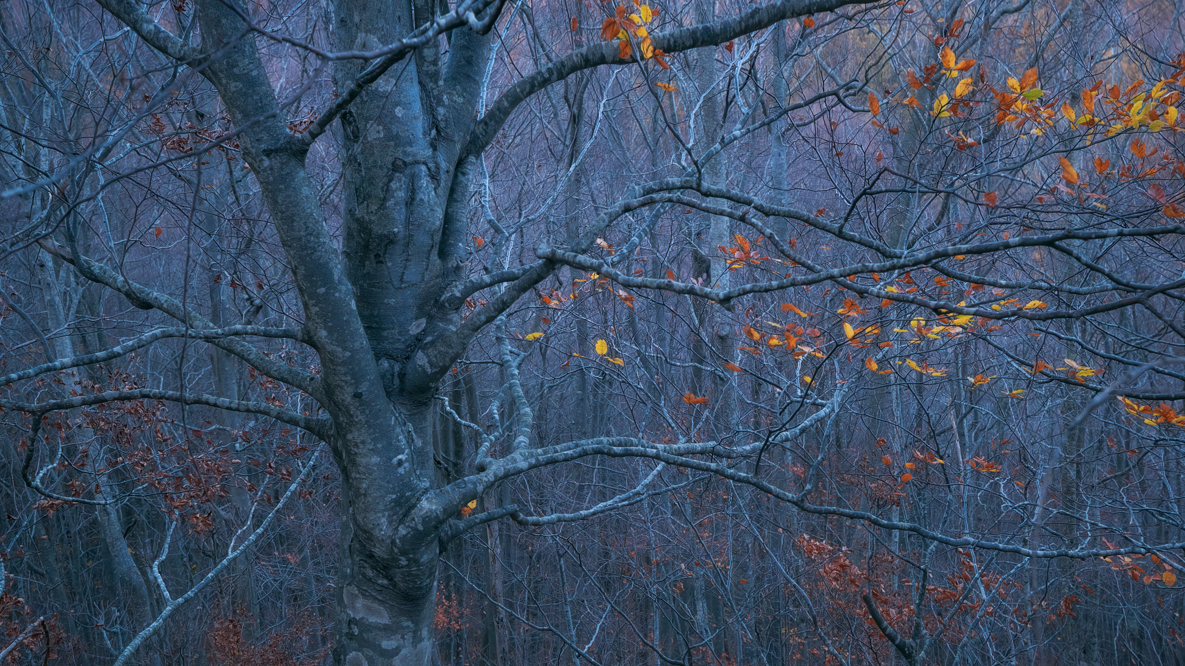 Last Autumn Lights and Colors (V)