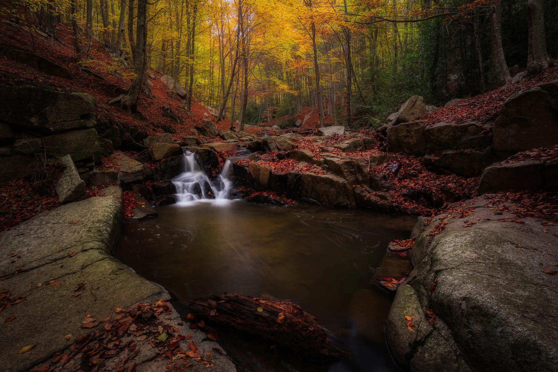 Covered by Fallen Leaves